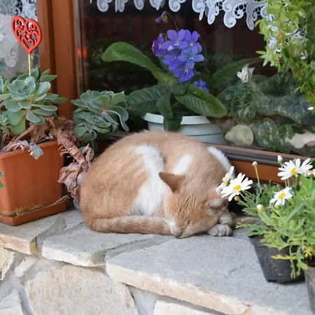 U Wajdy Accommodatie bij particulieren *